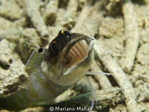 Goby by Mariano Mañas 